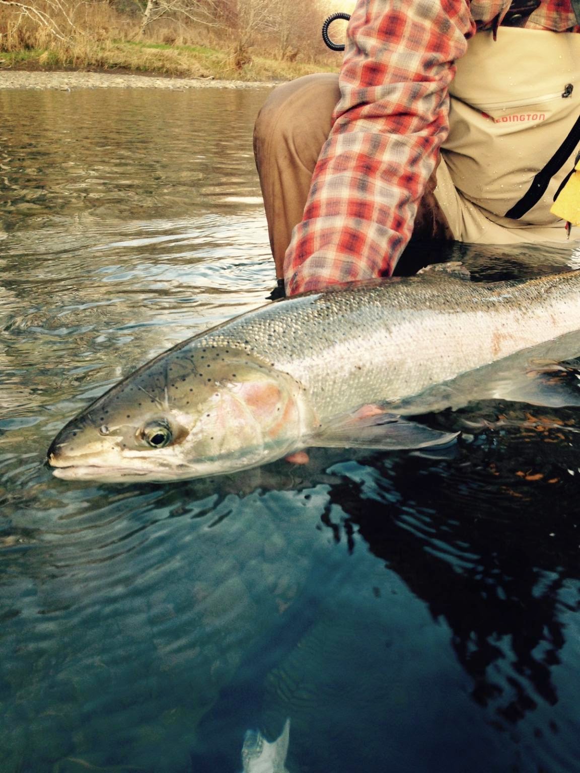 WINTER STEELHEAD REPORT  2/17/15