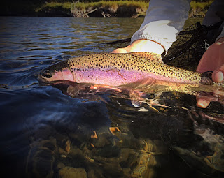 YAKIMA RIVER REPORT   11/8/15