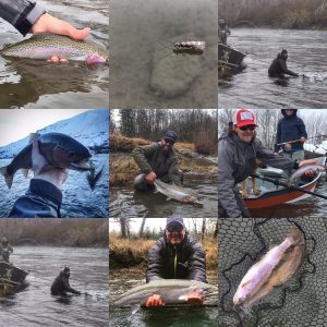 Rainbows and Steelhead from the Yakima and the Olympic Peninsula