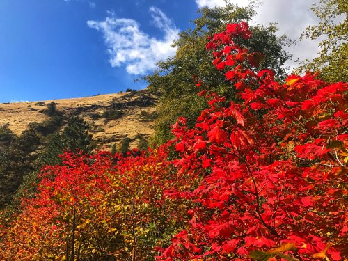 Fall Colors