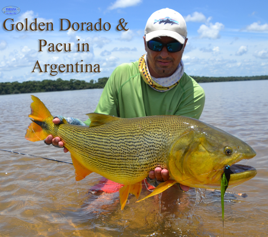 Golden Dorado