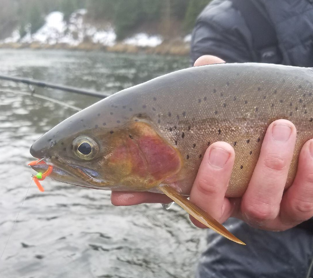 YAKIMA RIVER 1/20/18