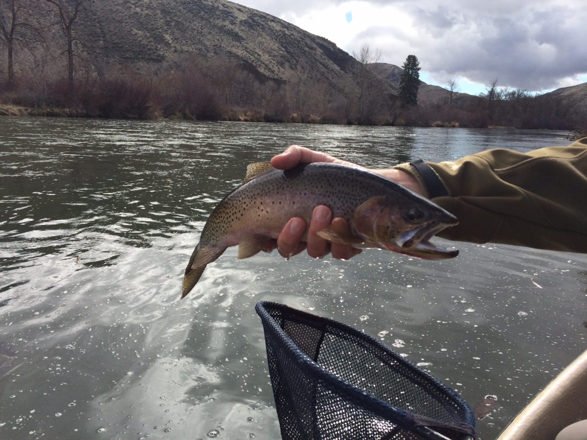 Yakima Trout The Evening Hatch